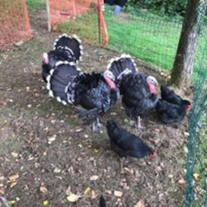 Ferme De Noyes Acomodação com café da manhã Sourdeval Exterior foto