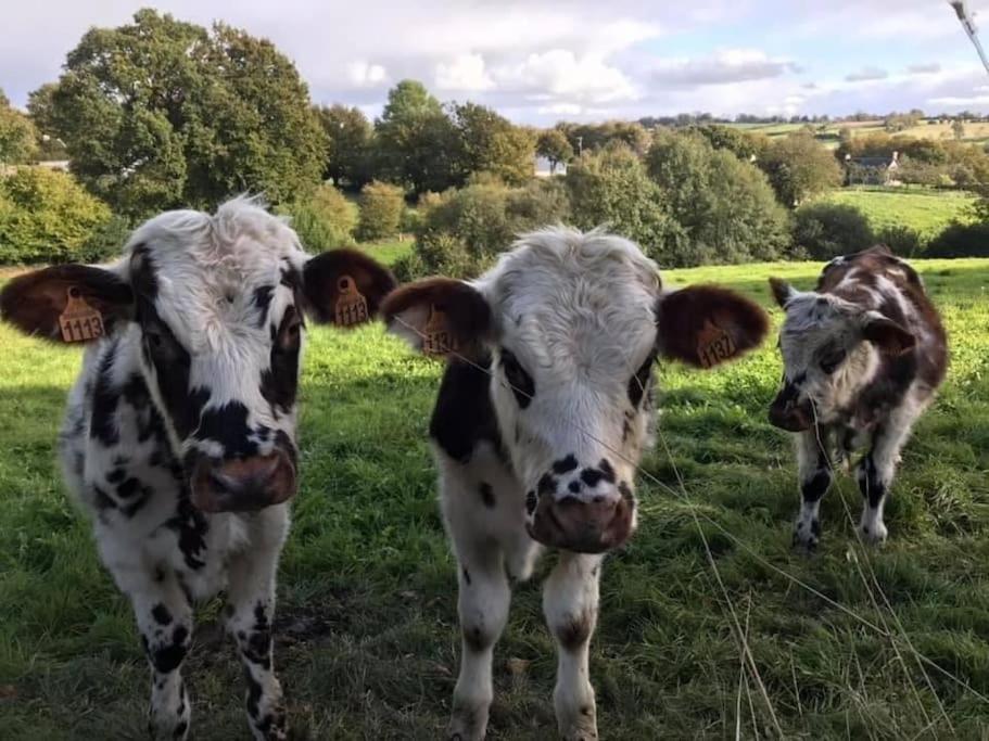 Ferme De Noyes Acomodação com café da manhã Sourdeval Exterior foto